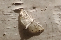 Pycnarmon
