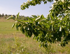 Populus laurifolia