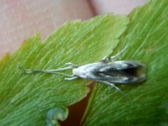 Thylacosceles radians