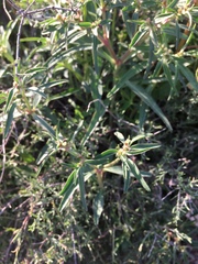 Euphorbia exstipulata