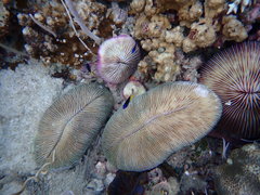 Chrysiptera rollandi