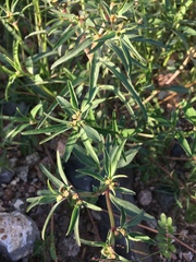 Euphorbia exstipulata