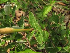 Mandevilla oaxacensis