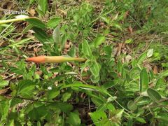 Mandevilla oaxacensis