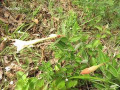 Mandevilla oaxacensis