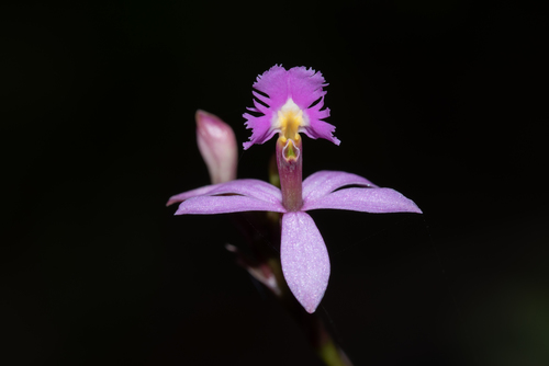 Epidendrum ackermanii Hágsater