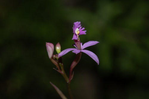 Epidendrum ackermanii Hágsater 2