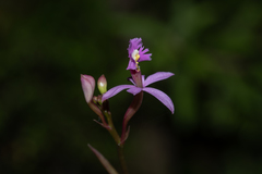 Epidendrum ackermanii