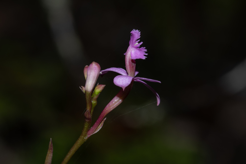 Epidendrum ackermanii Hágsater 3