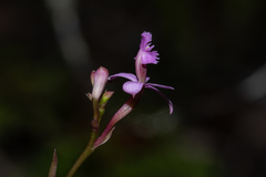 Epidendrum ackermanii