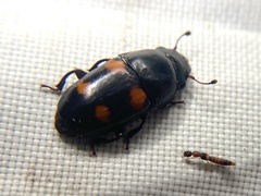 Glischrochilus obtusus