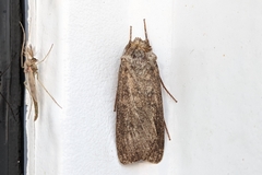 Noctuinae