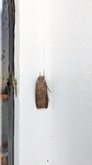 Noctuinae