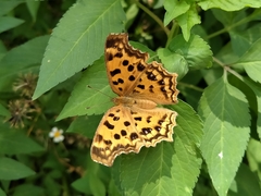 Polygonia c-aureum lunulata