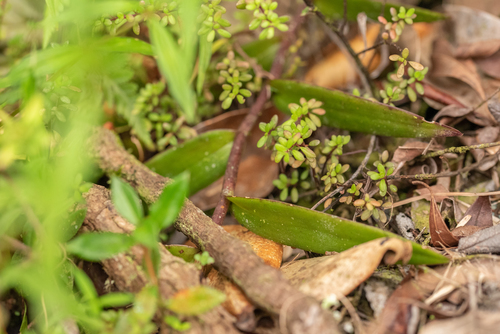 Epidendrum ackermanii Hágsater 4
