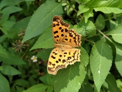 Polygonia c-aureum lunulata