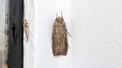Noctuinae
