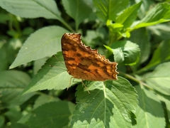 Polygonia c-aureum lunulata