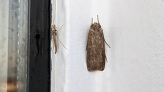 Noctuinae