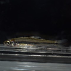 Notropis texanus