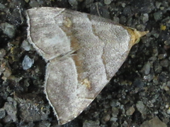 Paragabara flavomacula