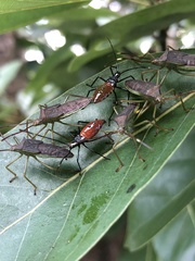 Paradasynus spinosus