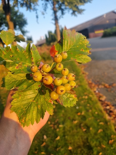 Genus Hedlundia · iNaturalist Canada