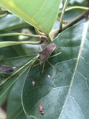 Paradasynus spinosus