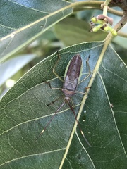 Paradasynus spinosus