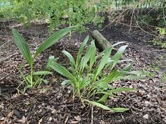 Bletilla striata
