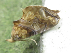 Plusiodonta casta