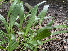 Bletilla striata
