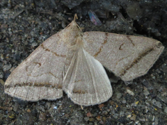 Zanclognatha griselda