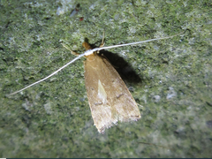 Lecitholaxa thiodora