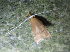 Lecitholaxa thiodora