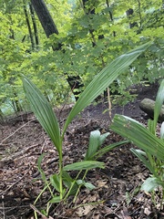 Bletilla striata