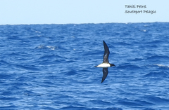 Pseudobulweria rostrata