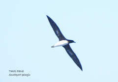 Pseudobulweria rostrata