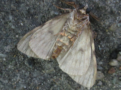 Lymantria monacha