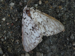 Lymantria monacha