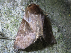 Gonoclostera timoniorum