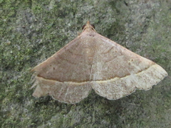 Paracolax trilinealis