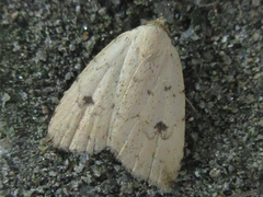 Anachrostis nigripunctalis