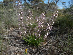 Stylidium elongatum