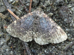 Diomea cremata
