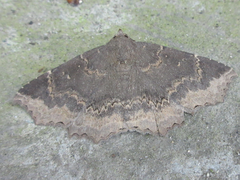 Arytrura subfalcata