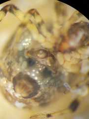 Parasteatoda cingulata