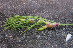 Nanobubon strictum