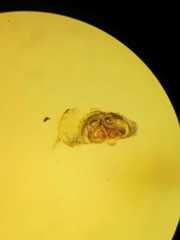 Parasteatoda cingulata