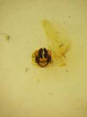 Parasteatoda merapiensis